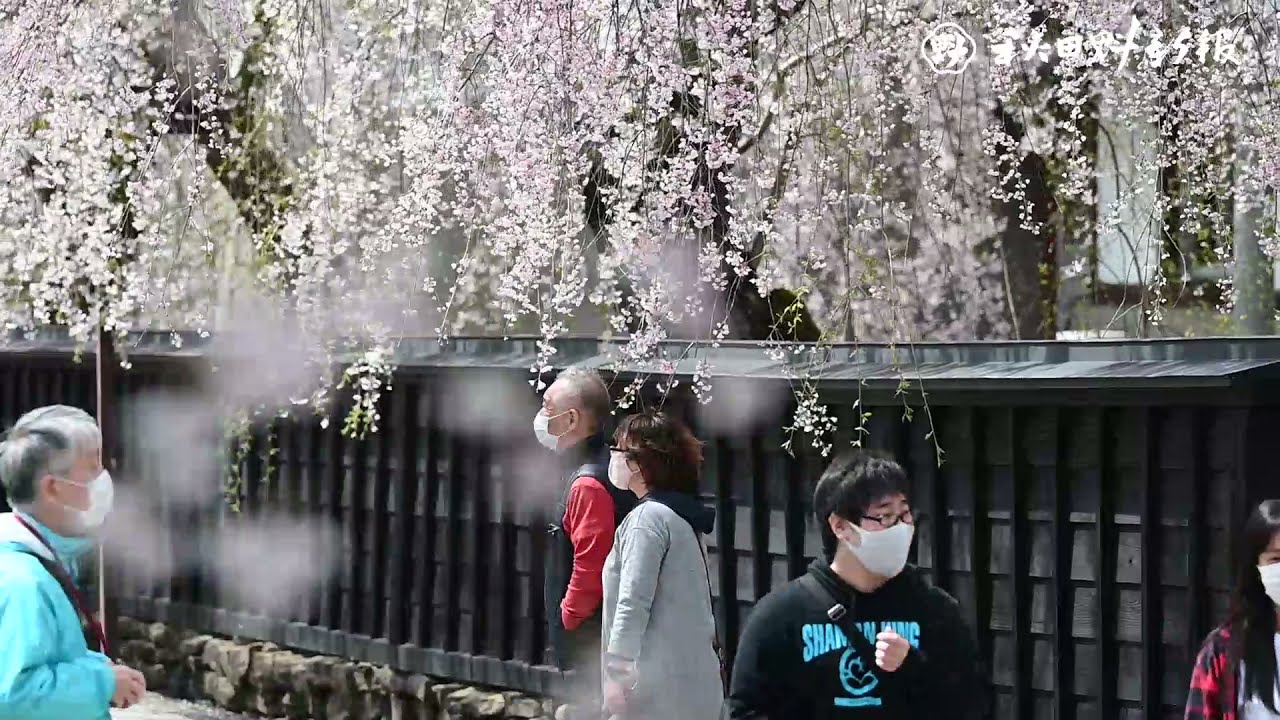 名所 角館町が 桜色 に 例年より１０日早く満開 動画 秋田魁新報電子版