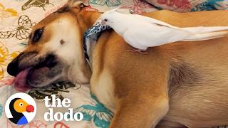 Dog And Bird Act Just Like Real Siblings | The Dodo