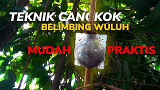 Cangkok Pohon Belimbing Wuluh yang Mudah dan Efektif!