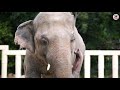 #FreeKaavan 🐘: This is what a happy elephant looks like! | FOUR PAWS | www.four-paws.org