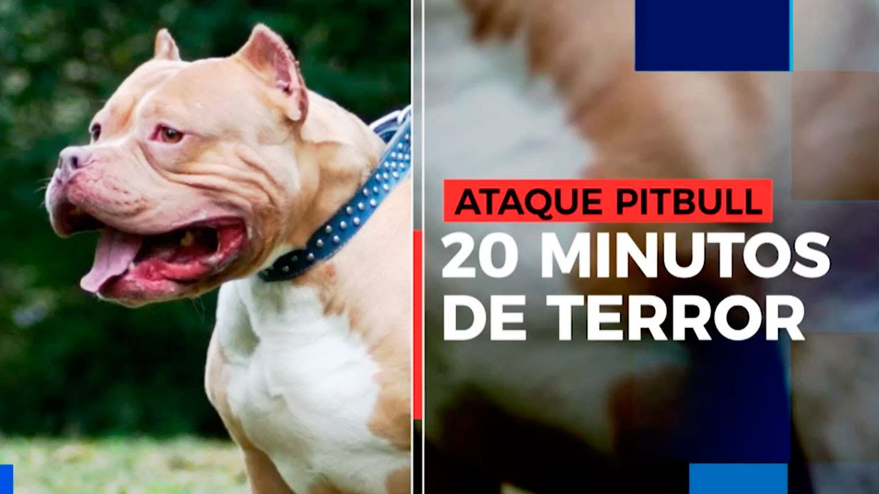 FEROZ ATAQUE. Un pitbull atacó a 5 personas y un policía lo detuvo a los tiros: “Estaba endemoniado”