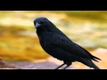 O canto do Pássaro Preto - do Merro e do pássaro que encanta o Brasil
