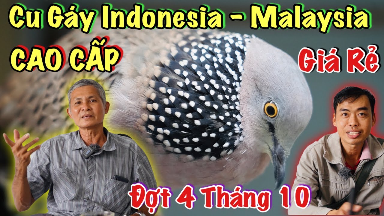 🔴 Quá rẻ tháng 10 cu gáy cao cấp indo - malaysia