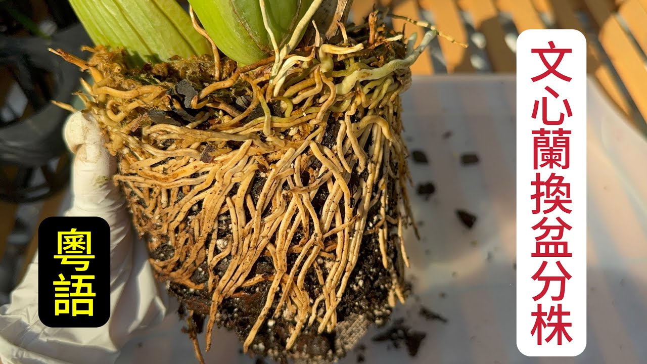 蘭花（ 203 ） （粵語） 如何判斷文心蘭需要分株、換盆及修根、上盆及服盆期如果照顧