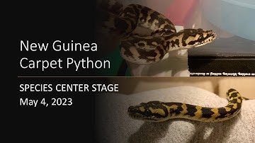 New Guinea Carpet Python: Species Center Stage