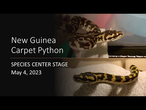 New Guinea Carpet Python: Species Center Stage
