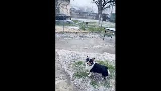 This Corgi Is Infatuated With Any Particles That Fall From The Sky