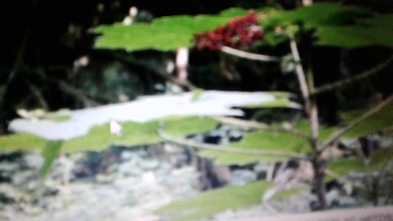 Заманиха: лечебные свойства и противопаказания.