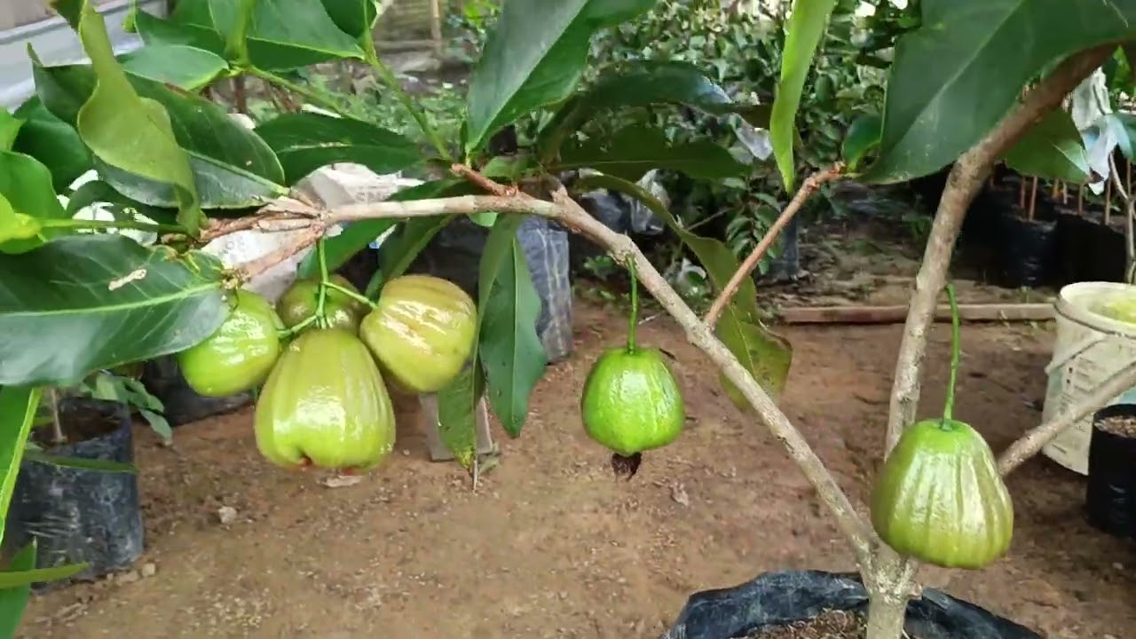 Trik membuahkan jambu air secara alami, semua orang bisa