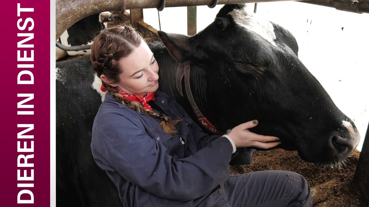 camera iphone 8 plus apk Dieren in Dienst: Aflevering 5 - Koeknuffelen