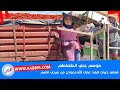 سيدي قاسم شوفو خيرات البلاد فموسم جني الطماطم سيدي قاسم شوفو خيرات البلاد فموسم جني الطماطم