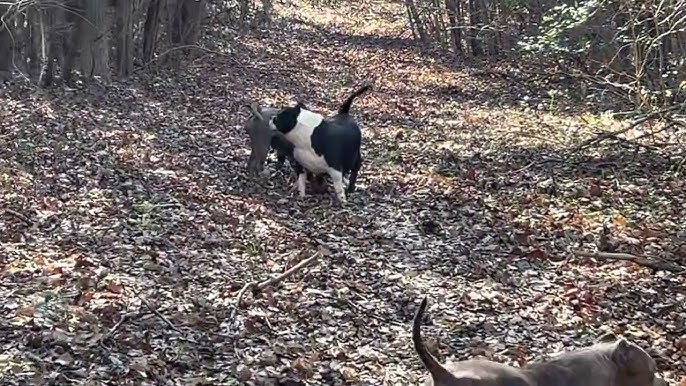 Extreme American Bully Pups , K-2 Meets K-2 🦍 #fypシ #puppies #puppy #