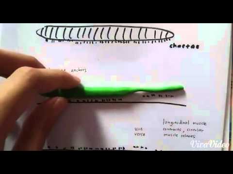 How Earthworm Moves - YouTube