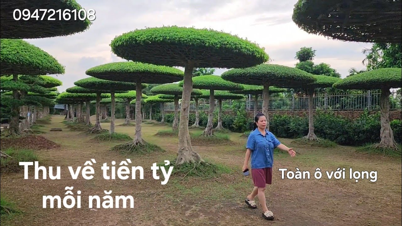 Vườn cây độc đáo nhất làng nghề cây cảnh Nam Định