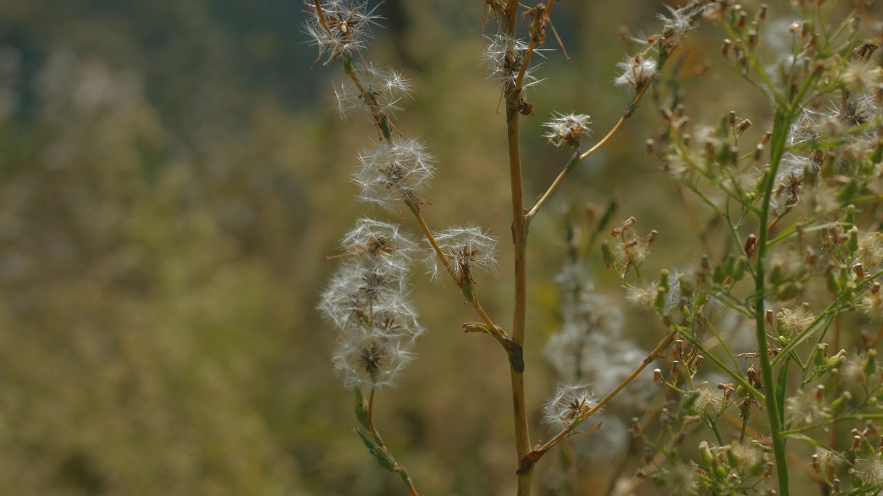 Big Schloss Overlook