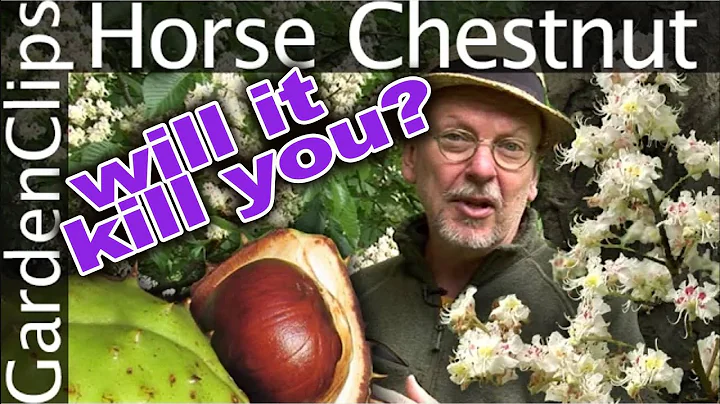 Horse Chestnut Tree - Aesculus hippocastanum - Is ...