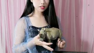 white rhino statue review 1/15 scale