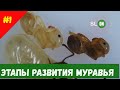 Этапы развития личинки муравья мессор структор (messor structor)