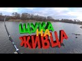 Щука на поплавочную удочку!!! Рыбалка на живца!