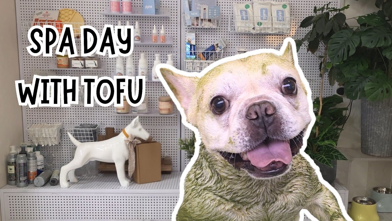 Tofu’s Herbal Spa Day 🛁🐾 | Grooming at Woofy Magic x Hola Pets @ AIRSIDE