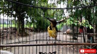 AMPUH!! PANCING SOGOK ONTONG MACET BUNYI DENGAN SUARA SOGON INI