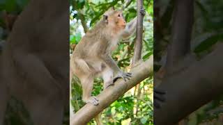 #Monkey #cute #love #wildlife #cutemonkey  #animal #dog #pet #wild #vira