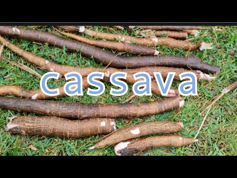 Cassava harvest - Day 4 of 22 Days of Thanksgiving harvest
