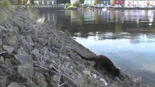 Tobermory And The Otter - A Film