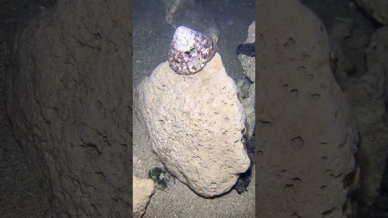 Hidden Monster Revealed！WM0639 