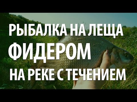 снасти для ловли леща на течении на фидер