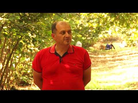 თხილის მოსავლის აღება სამეგრელოს რეგიონში აქტიურად მიმდინარეობს.