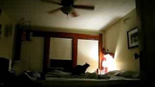 Cat Vs. Bat - Round 1