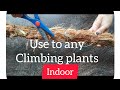 How to make indoor plant climbing stick!!!/Sabi&#39;s creation