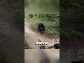 Wild Bear Attacks Biker! 🤯