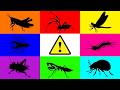 Insect: Praying mantis, Cricket, Whip Scorpions, Spider, Centipede, Frog Leg Beetle, Dragonfly.....