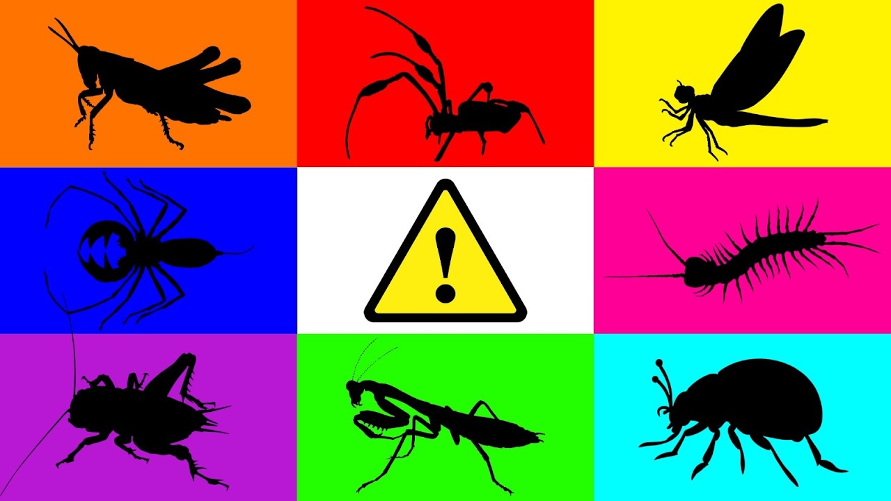 Insect: Praying mantis, Cricket, Whip Scorpions, Spider, Centipede, Frog  Leg Beetle, Dragonfly.....