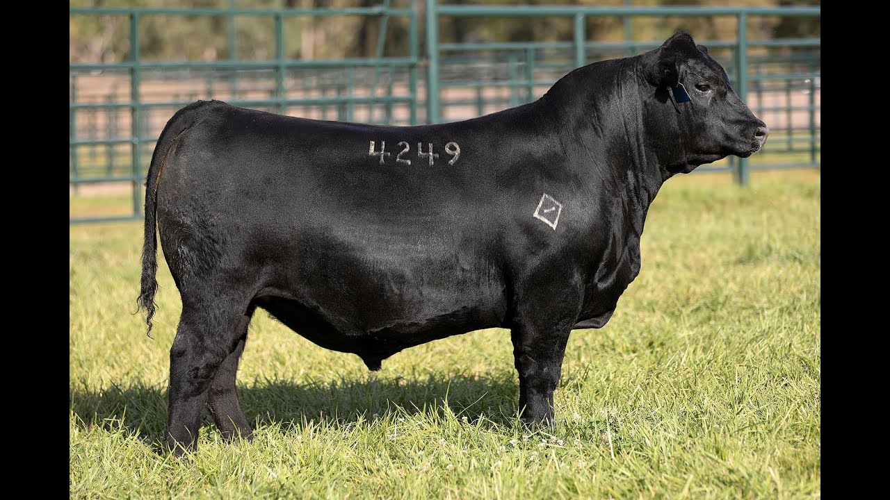 Lot 29 - Montana Jet 4249 - YouTube