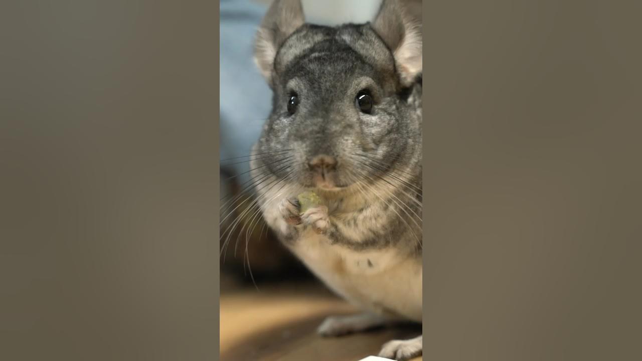Why you DON’T want chinchillas as pets shorts chinchilla notapet 