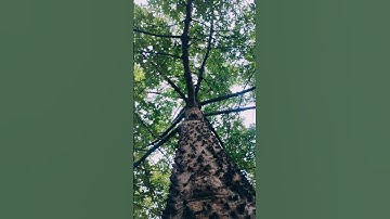 Witness the Unbelievable! An Extreme Close-Up Look at Nature