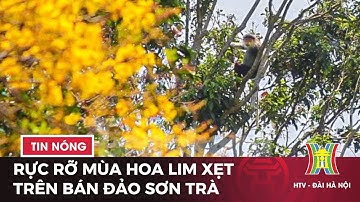 Ngắm bán đảo Sơn Trà đẹp mê mẩn mùa thay lá | Tin tức mới nhất hôm nay