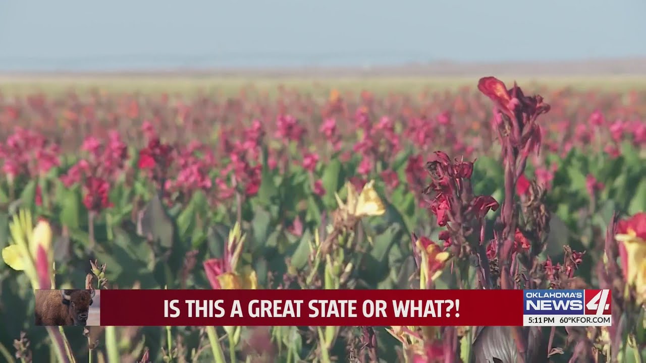 A different kind of fall color at the Horn Canna Farm near Carnegie, OK