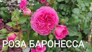 Роза Баронесса: продолжительность цветения