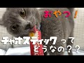 【チャオスティック】買おうか迷ってる人必見！！チャオスティックってどうなの！？初めて我が家の猫ちゃん達にあげたところ、大興奮！！みんなで仲良くぱくついてました。おやつとして最高ですね！