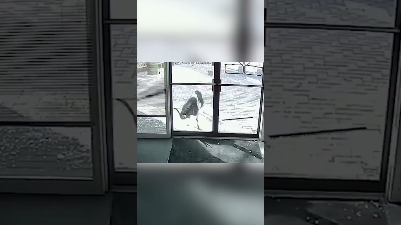 Козел разбил стеклянную дверь