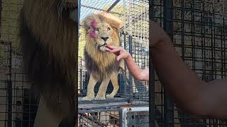 How to Unload LIONS #animals #fun #cat
