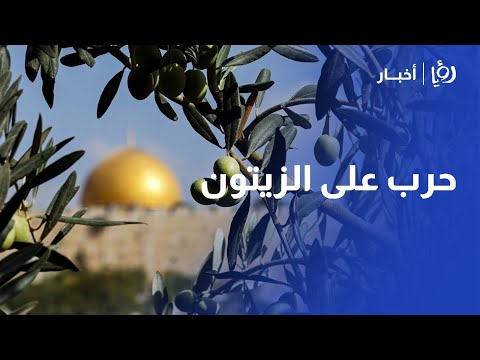 حرب على الزيتون هجمات المستوطنين تدمر موسم الحصاد في الضفة الغربية