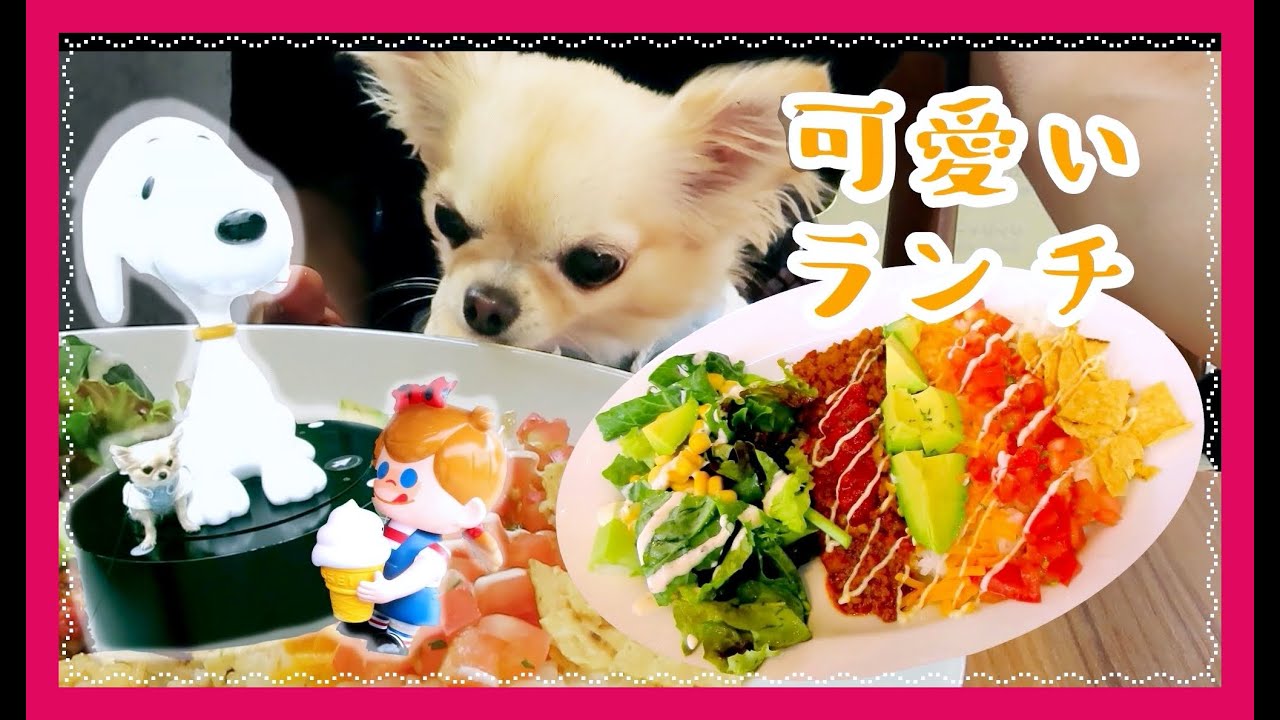 犬と一緒の可愛いランチ 南町田グランベリーパーク チワワ Cute Lunch With Dog Minami Machida Granberry Park Chihuahua Youtube