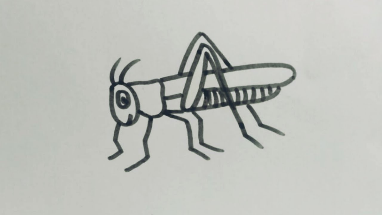 Drawing my favorite insect: The grasshopper — Steemit