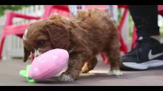 Chews A Puppy Google Video by Chews A Puppy 149 views 1 year ago 45 seconds