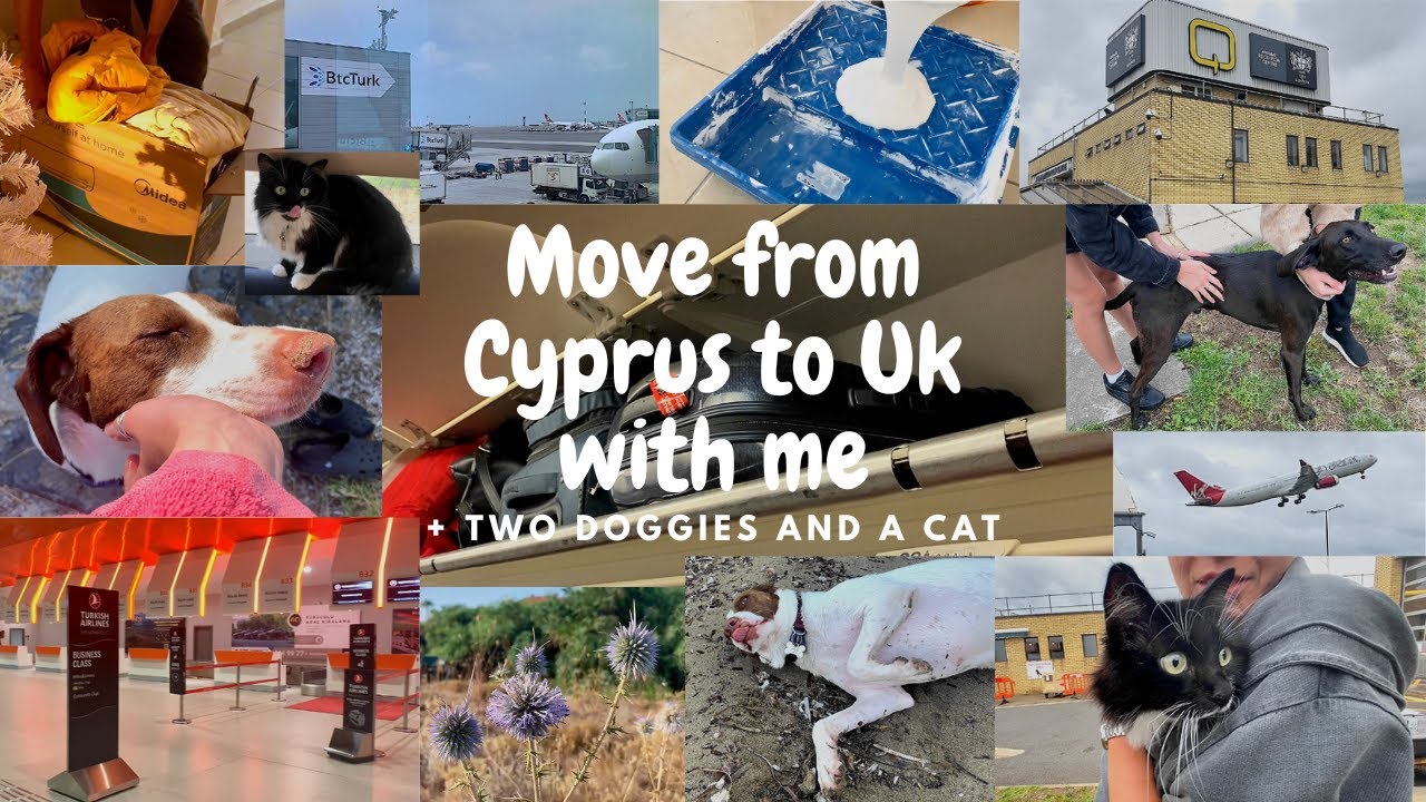 move-from-cyprus-to-uk-with-me-two-doggies-and-a-cat-youtube